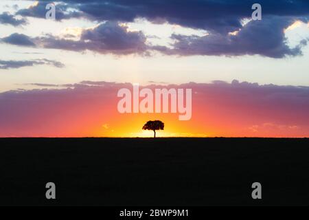 Silhouette d'arbre solitaire sur la ligne d'horizon au Kenya Afrique avec coucher de soleil pastel coloré Banque D'Images