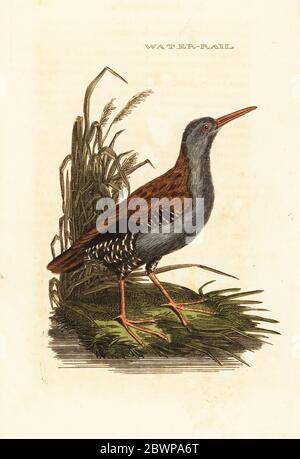 Rail d'eau, Rallus aquaticus.gravure de blocs de bois de couleur main, d'après une illustration d'Edward Donovan de l'Histoire naturelle des oiseaux, publié par Brily et Childs, Bungay, Suffolk, 1815. Charles a créé une fonderie d'impression et de stéréotype à Bungay en 1795 et est entré en partenariat avec l'imprimeur radical non conformiste John Firby Childs en 1808. Banque D'Images