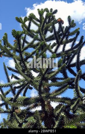 Monkey Puzzle Tree Araucaria araucana Banque D'Images