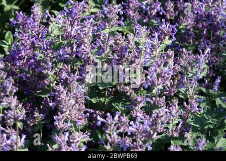 Menthe perse bleue plante mélangente népeta dans le jardin Nepeta racemosa petit titch Banque D'Images