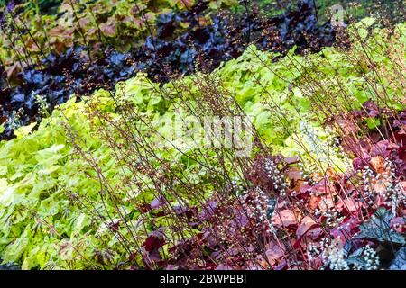 Lit de fleurs coloré jardin Mixed Heucheras Shade part Heuchera 'Solar Power' Heuchera feuilles feuillage coloré lit Hardy feuilles vivaces Heuchera Banque D'Images