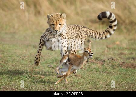 Un jeune cheetah cub pourchassant un bébé Thompson's Gazelle apprenant à chasser Masai Mara Kenya Banque D'Images