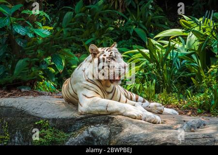 Tigre blanc au zoo de Singapour, Singapour, République de Singapour Banque D'Images
