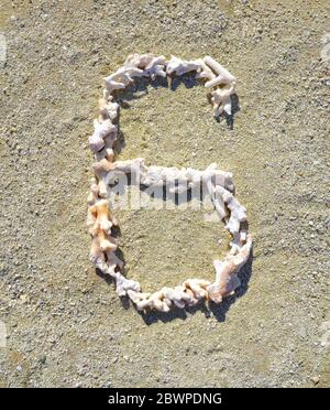 Numéro six (6), disposés en petits morceaux de corail blanc blanchi au soleil sur le sable d'une plage de l'île Heron Banque D'Images