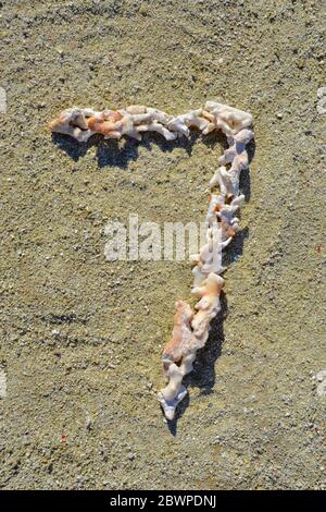 Numéro sept (7) composé de morceaux morts de corail exposés sur la plage Banque D'Images