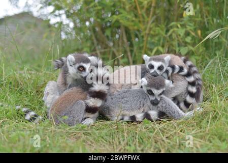 Dans cette image de tons chauds jaune, vert et orange, quatre ou cinq jeunes limures à queue circulaire se réunissent et se reposent. Un lemur est à l'aide de la touche o Banque D'Images