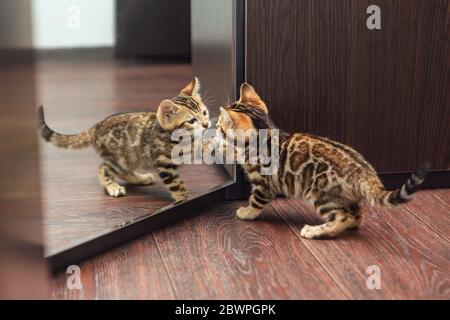 Mignon curieux chaton bengale regardant dans le miroir Banque D'Images