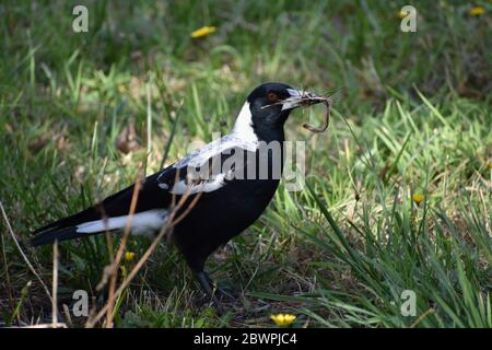 Ver alimentaire Magpie Banque D'Images