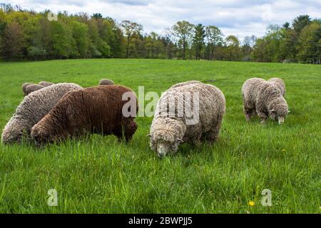 Le pâturage des moutons dans un pâturage Banque D'Images