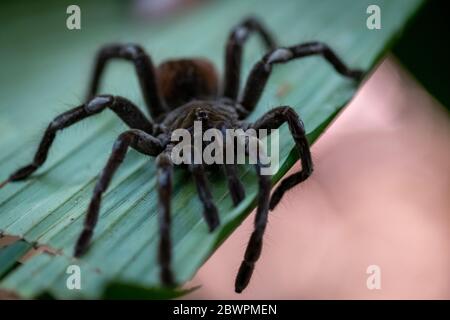 Goliath birdeater tarantula (Theraphosa blondi) dans la forêt tropicale péruvienne de l'Amazone Banque D'Images