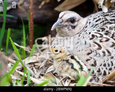 Un faisan de Hen sur son nid avec des poussins nouvellement éclos le jour du printemps dans le Dakota du Sud Banque D'Images