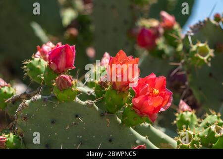 Fleur rouge de cactus poire pickly Banque D'Images