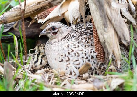 Un faisan de Hen sur son nid avec des poussins nouvellement éclos le jour du printemps dans le Dakota du Sud Banque D'Images