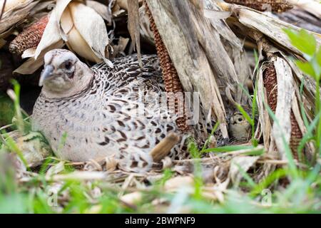 Un faisan de Hen sur son nid avec des poussins nouvellement éclos le jour du printemps dans le Dakota du Sud Banque D'Images