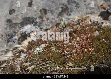 Saxifraga tridactylites, saxifrage laqué par la rue. Plante sauvage au printemps. Banque D'Images