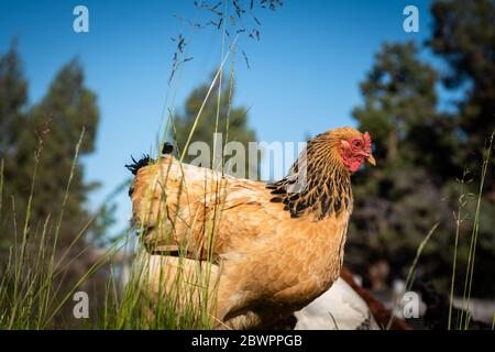 Gros plan d'une seule poule de plein champ debout dans une grande herbe avec un fond bleu ciel