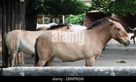 Przhevalsky chevaux mongoles dans la plume. Espèce ou sous-espèce d'un cheval sauvage qui vit en Asie Banque D'Images