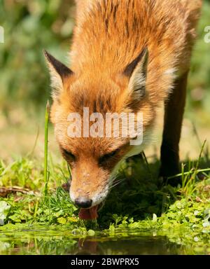 Un renard roux sauvage (Vulpes vulpes) prend un verre dans un étang, le Warwickshire Banque D'Images