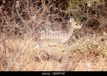 Le dik-dik de KIRK, Madoqua kirkii, dans la réserve nationale de Samburu. Kenya. Afrique. Banque D'Images