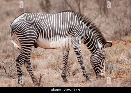 Le zèbre de Grevy, Equus grevyi, qui broutage dans la réserve nationale de Samburu. Kenya. Afrique. Banque D'Images