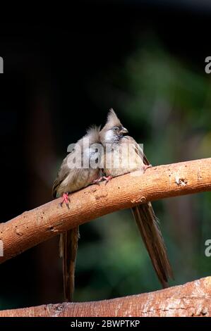 Oiseaux mouseebirds mouchetés, Colius striatus, perchés sur une branche du parc national du lac Nakuru. Kenya. Afrique. Banque D'Images