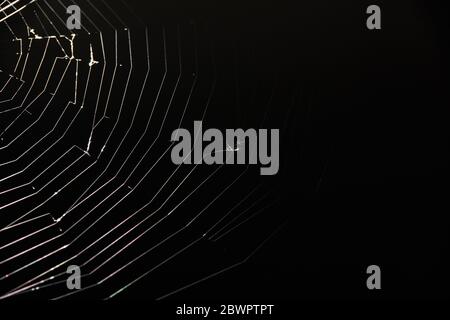 proies sur toile d'araignée Banque D'Images