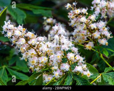 Putbus, Allemagne. 24 mai 2020. Un châtaignier fleuri à Putbus sur l'île de Rügen. Credit: Jens Büttner/dpa-Zentralbild/ZB/dpa/Alay Live News Banque D'Images