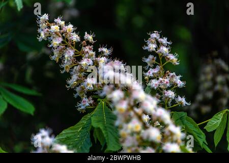 Putbus, Allemagne. 24 mai 2020. Un châtaignier fleuri à Putbus sur l'île de Rügen. Credit: Jens Büttner/dpa-Zentralbild/ZB/dpa/Alay Live News Banque D'Images