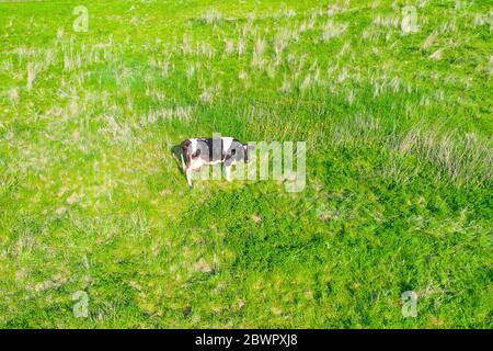 Vache solitaire sur un vert luxuriant prairie dans la campagne, soleil jour d'été vue aérienne dessus Banque D'Images