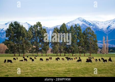 Une ferme rurale à Canterbury, en Nouvelle-Zélande, avec des vaches dans un champ herbacé et des montagnes enneigées au loin Banque D'Images