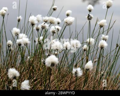 Magnifique paysage marécageux avec une cotongrass à queue de lièvre en premier plan, végétation de tourbières, espèces caractéristiques dans les communautés végétales en mousse b Banque D'Images