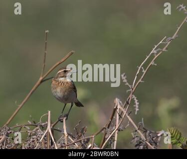 Femme Whinchat, Saxicola rubbra perchée sur saumâtre Banque D'Images