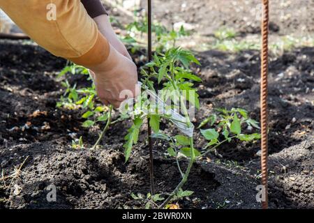 Les mains des femmes nouent les tomates dans le jardin Banque D'Images