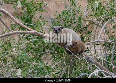 Rock hyrax mère et jeune (Procavia capensis), Cape hyrax, dassie Banque D'Images