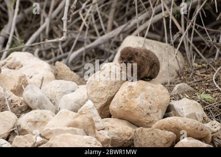 Jeune hyrax de roche (Procavia capensis), Cape hyrax, dassie Banque D'Images