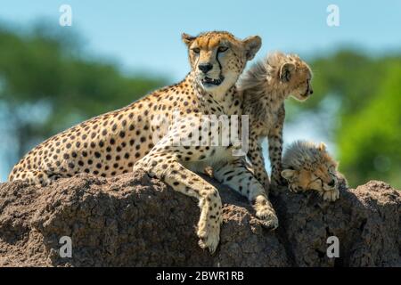 Cheetah se détendre sur termite monticule avec des petits Banque D'Images
