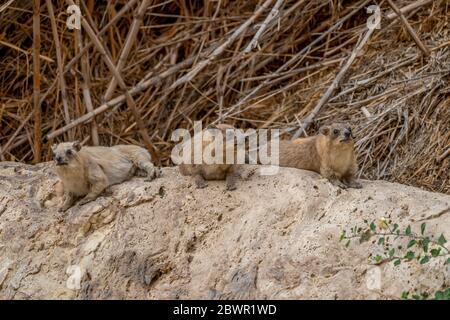 Hyrax de roche (Procavia capensis), Hyrax de cap, dassie Banque D'Images