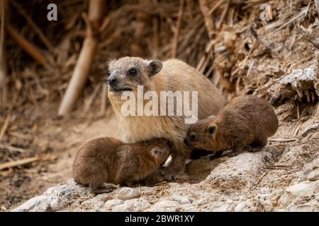 Hyrax de succion (Procavia capensis),Hyrax de cap, dassie Banque D'Images