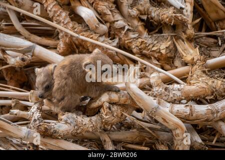 Rock hyrax jeunes chiots jouant (Procavia capensis), Cape hyrax, dassie Banque D'Images