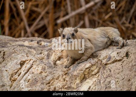 Hyrax de roche (Procavia capensis), Hyrax de cap, dassie Banque D'Images