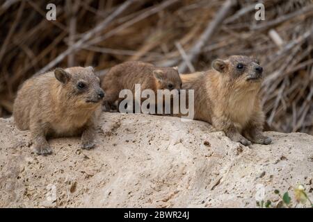 Mères et chiots de l'hyrax de roche (Procavia capensis), de l'hyrax de cap, de la dassie Banque D'Images