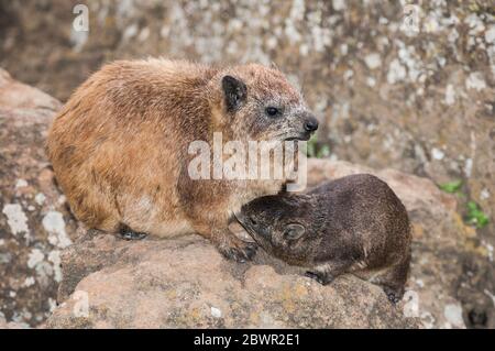 Rock hyrax mère et jeune (Procavia capensis), Cape hyrax, dassie Banque D'Images