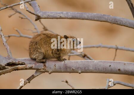 Hyrax de roche debout sur un arbre (Procavia capensis), Hyrax de cap, dassie Banque D'Images