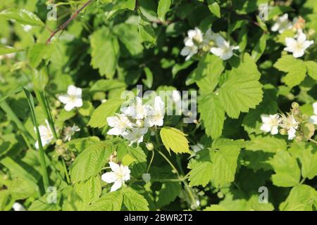 BlackBerry fleurit à hedgerow dans le Kent, au Royaume-Uni Banque D'Images
