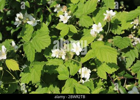BlackBerry fleurit à hedgerow dans le Kent, au Royaume-Uni Banque D'Images