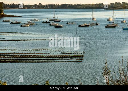 Ostréicoles et écloseries sur l'île Bender dans le golfe du Morbihan. France Banque D'Images