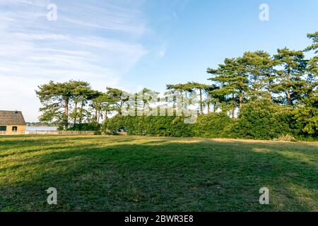 Forêt sur l'île Bender dans le golfe du Morbihan. France Banque D'Images