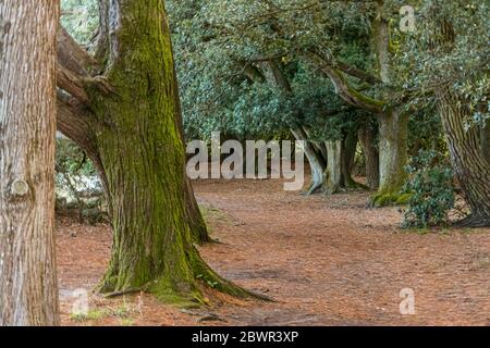 Forêt sur l'île Bender dans le golfe du Morbihan. France Banque D'Images