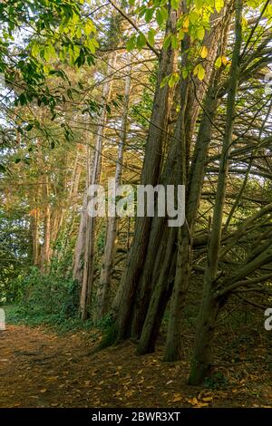 Forêt sur l'île Bender dans le golfe du Morbihan. France Banque D'Images