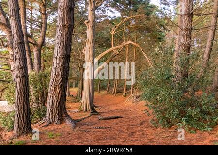 Forêt sur l'île Bender dans le golfe du Morbihan. France Banque D'Images